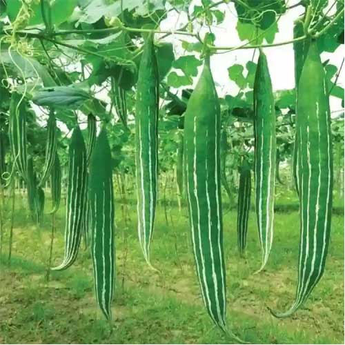 Snake Gourd